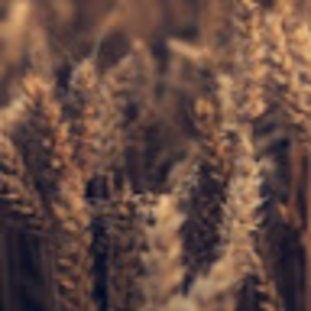 Meet your Posher, Maia